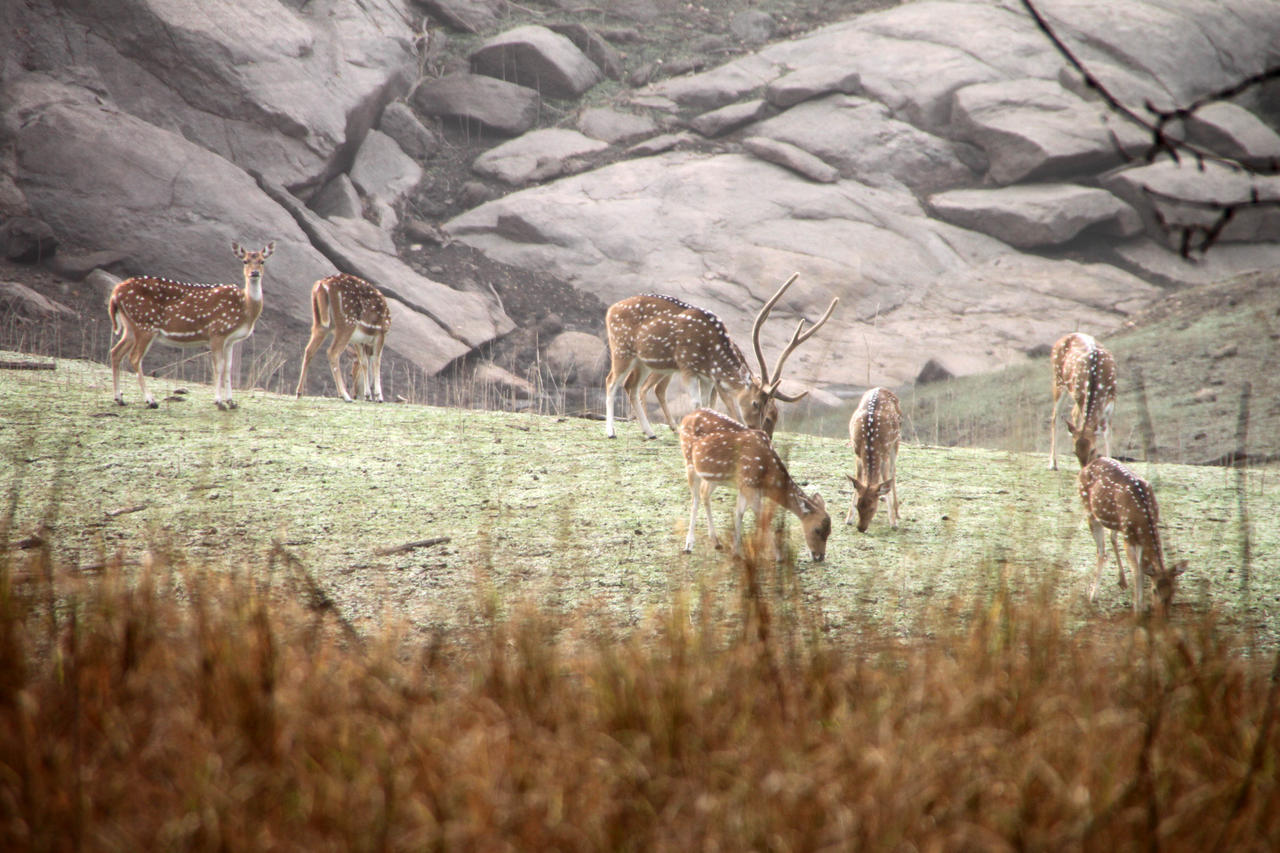 Отель Pench Jungle Camp Khawasa Экстерьер фото